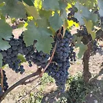L'atelier Saint-sulpice Entre Bordeaux Et St Emilion Отель типа 