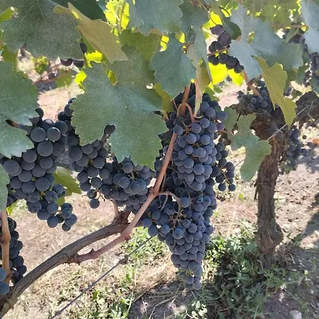 L'atelier Saint-sulpice - Cocon, Piscine, Deconnexion Entre Bordeaux Et St Emilion Alojamento de Acomodação e Pequeno-almoço